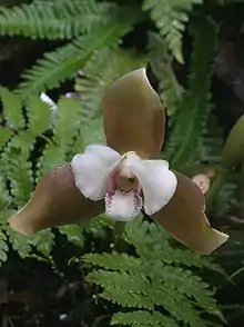 Lycaste powellii