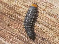 Larva