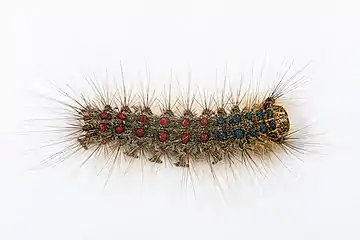 Image 20Lymantria dispar disparPhotograph: Didier DescouensA caterpillar of Lymantria dispar dispar, also known as the gypsy moth. First described by Carl Linnaeus in 1758, the gypsy moth is found throughout Eurasia, where it is considered a pest. The larvae emerge from egg masses in the spring, and then are dispersed by the wind and begin feeding on leaves. They are initially diurnal, but become nocturnal after their fourth molting.More selected pictures