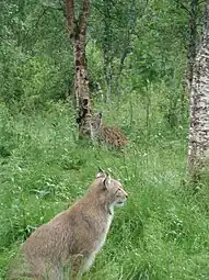 Lynx at the Polar Park in Bardu.