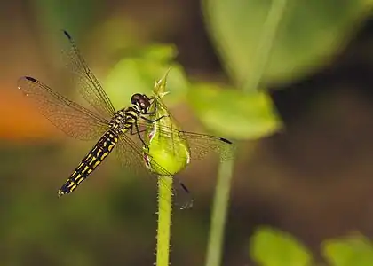 Lyriothemis acigastra female