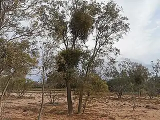 on Atalaya hemiglauca, Narran River floodplain, NSW