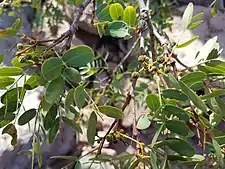 Detail of leaves