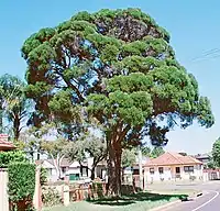 Habit in a suburban street in Sydney