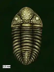 Drawing of the Silurian encrinurid trilobite Mackenziurus lauriae Gass, Edgecombe, Ramskold, Mikulic, and Watkins, 1992.