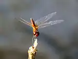 Male, Leichhardt Falls, Queensland