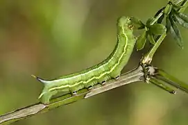 Larva of Macroglossum stellatarum