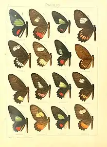 Seitz Plate 3