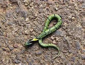 Dorsal view (juvenile)