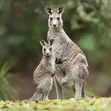 Two gray kangaroos