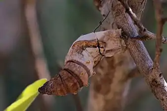 empty chrysalis, Isalo National Park, Madagascar