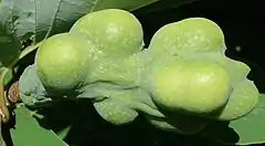 Immature fruit