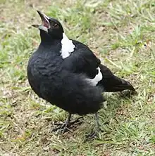 Magpie in an aggressive display and call