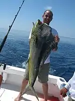 Bull (male) mahi-mahi