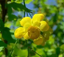 BarberryBerberis fremontii