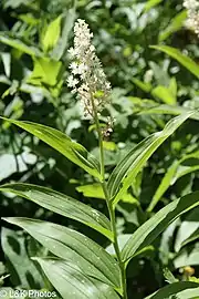 M. r. subsp. amplexicaule plant with upper leaves and flower cluster