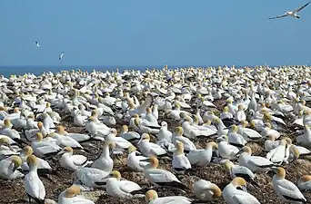 Colony on plateau in spring with nesting adults