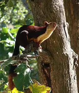 Indian giant squirrel