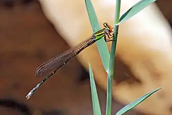 P. malagassicum male