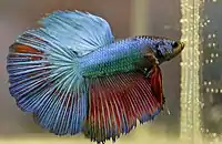 Siamese fighting fish