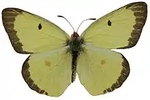 Colias philodice, male