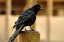 Bird with open mouth and ruffled feathers