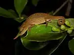 Horn-like projections of chameleon