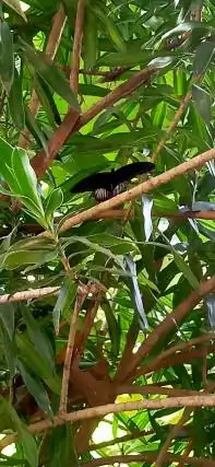 Scarlet Mormon from Luzon, Philippines