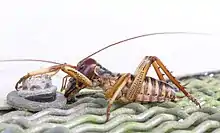 Male Wellington tree wētā