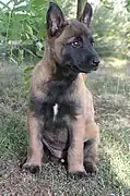 Fawn Belgian Shepherd Malinois