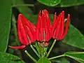 Flowers of Pavonia × gledhillii