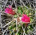 Flower detail