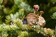 Disintegrating cones of Manchurian fir