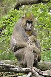 Mandrill sitting in tree