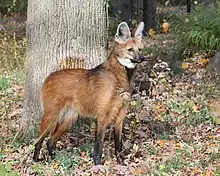 Maned wolf