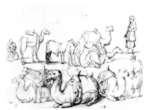 A study of camels