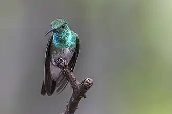 Mangrove hummingbird