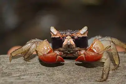 Mangrove crab, possibly Neosarmatium asiaticum