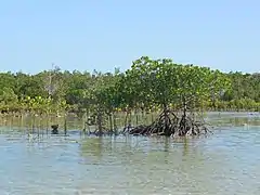 A mangrove forest on the western side of the island