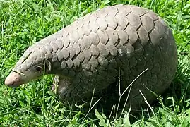 Chinese pangolin in grass