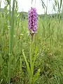 Early marsh orchid