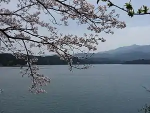 Manno Lake and Cherry blossoms