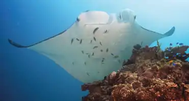 M. alfredi  at a cleaning station, maintaining a near-stationary position on top a coral patch for several minutes while being cleaned by cleaner fish