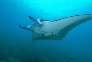 M. alfredi  from Yap, Micronesia