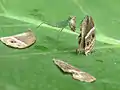 Mantis eating a common bushbrown