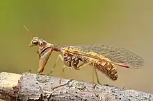 A translucent, sculptured shell conceals a small animal. Some of its appendages extend beyond the shell.