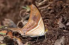 M. chironthe Pantanal, Brazil