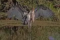 spreading wings, Ethiopia