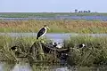 feeding on elephant carcass