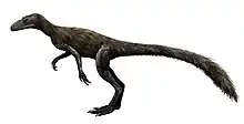 Marasuchus lilloensis